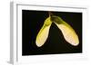 Maple Tree Seeds Backlit-Richard T. Nowitz-Framed Photographic Print