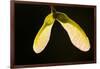Maple Tree Seeds Backlit-Richard T. Nowitz-Framed Photographic Print