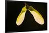 Maple Tree Seeds Backlit-Richard T. Nowitz-Framed Photographic Print