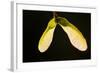 Maple Tree Seeds Backlit-Richard T. Nowitz-Framed Photographic Print