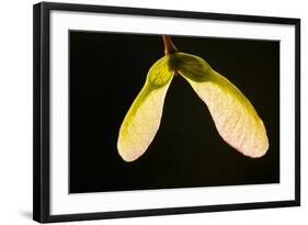 Maple Tree Seeds Backlit-Richard T. Nowitz-Framed Photographic Print