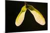 Maple Tree Seeds Backlit-Richard T. Nowitz-Mounted Photographic Print