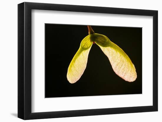 Maple Tree Seeds Backlit-Richard T. Nowitz-Framed Photographic Print