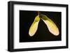 Maple Tree Seeds Backlit-Richard T. Nowitz-Framed Photographic Print