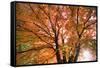 Maple Tree, Shawnee Mission Park, Johnson County, Kansas, USA-Charles Gurche-Framed Stretched Canvas