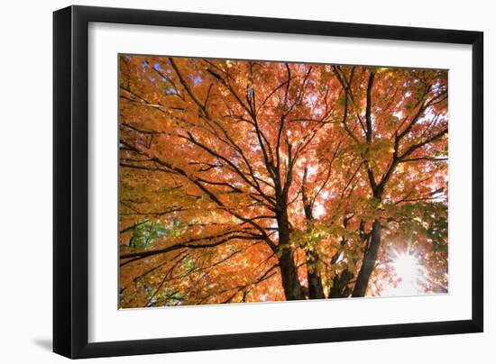 Maple Tree, Shawnee Mission Park, Johnson County, Kansas, USA-Charles Gurche-Framed Premium Photographic Print