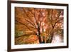 Maple Tree, Shawnee Mission Park, Johnson County, Kansas, USA-Charles Gurche-Framed Photographic Print