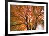 Maple Tree, Shawnee Mission Park, Johnson County, Kansas, USA-Charles Gurche-Framed Photographic Print