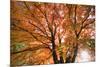 Maple Tree, Shawnee Mission Park, Johnson County, Kansas, USA-Charles Gurche-Mounted Photographic Print