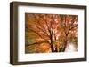 Maple Tree, Shawnee Mission Park, Johnson County, Kansas, USA-Charles Gurche-Framed Photographic Print