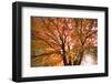 Maple Tree, Shawnee Mission Park, Johnson County, Kansas, USA-Charles Gurche-Framed Photographic Print