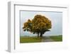 Maple Tree with Autumn Colors, Black Forest, Schwarzwald-Baar, Baden-Wurttemberg, Germany-Jochen Schlenker-Framed Photographic Print