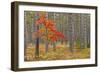 Maple Tree with autumn colors in pine forest, Michigan.-Adam Jones-Framed Photographic Print