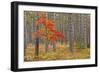 Maple Tree with autumn colors in pine forest, Michigan.-Adam Jones-Framed Photographic Print