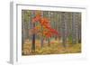 Maple Tree with autumn colors in pine forest, Michigan.-Adam Jones-Framed Photographic Print