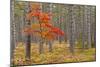 Maple Tree with autumn colors in pine forest, Michigan.-Adam Jones-Mounted Photographic Print