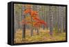 Maple Tree with autumn colors in pine forest, Michigan.-Adam Jones-Framed Stretched Canvas