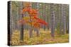 Maple Tree with autumn colors in pine forest, Michigan.-Adam Jones-Stretched Canvas