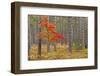 Maple Tree with autumn colors in pine forest, Michigan.-Adam Jones-Framed Photographic Print