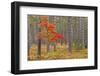 Maple Tree with autumn colors in pine forest, Michigan.-Adam Jones-Framed Photographic Print