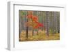 Maple Tree with autumn colors in pine forest, Michigan.-Adam Jones-Framed Photographic Print