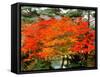 Maple Trees and a Pond-null-Framed Stretched Canvas