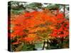 Maple Trees and a Pond-null-Stretched Canvas