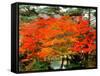 Maple Trees and a Pond-null-Framed Stretched Canvas