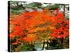 Maple Trees and a Pond-null-Stretched Canvas