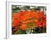 Maple Trees and a Pond-null-Framed Photographic Print