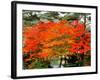 Maple Trees and a Pond-null-Framed Photographic Print