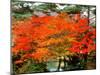 Maple Trees and a Pond-null-Mounted Photographic Print
