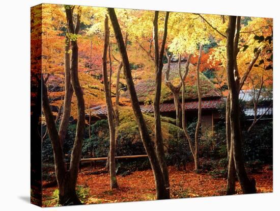 Maple Trees at Giou-Ji Temple in Autumn, Kyoto, Japan-null-Stretched Canvas