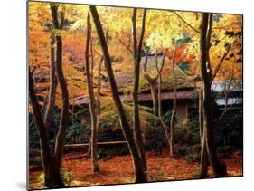 Maple Trees at Giou-Ji Temple in Autumn, Kyoto, Japan-null-Mounted Photographic Print