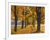 Maple Trees, Avenue, Autumn-Thonig-Framed Photographic Print