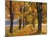 Maple Trees, Avenue, Autumn-Thonig-Mounted Photographic Print