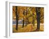 Maple Trees, Avenue, Autumn-Thonig-Framed Photographic Print