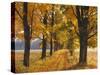 Maple Trees, Avenue, Autumn-Thonig-Stretched Canvas