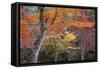 Maple Trees in Autumn, Momijidani Park (Japanese Maple Park), Miyajima Island-Stuart Black-Framed Stretched Canvas