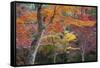 Maple Trees in Autumn, Momijidani Park (Japanese Maple Park), Miyajima Island-Stuart Black-Framed Stretched Canvas