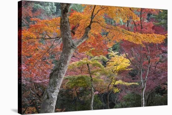 Maple Trees in Autumn, Momijidani Park (Japanese Maple Park), Miyajima Island-Stuart Black-Stretched Canvas