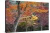 Maple Trees in Autumn, Momijidani Park (Japanese Maple Park), Miyajima Island-Stuart Black-Stretched Canvas