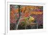 Maple Trees in Autumn, Momijidani Park (Japanese Maple Park), Miyajima Island-Stuart Black-Framed Photographic Print