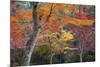 Maple Trees in Autumn, Momijidani Park (Japanese Maple Park), Miyajima Island-Stuart Black-Mounted Photographic Print