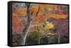 Maple Trees in Autumn, Momijidani Park (Japanese Maple Park), Miyajima Island-Stuart Black-Framed Stretched Canvas