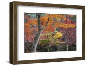 Maple Trees in Autumn, Momijidani Park (Japanese Maple Park), Miyajima Island-Stuart Black-Framed Photographic Print
