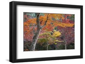 Maple Trees in Autumn, Momijidani Park (Japanese Maple Park), Miyajima Island-Stuart Black-Framed Photographic Print