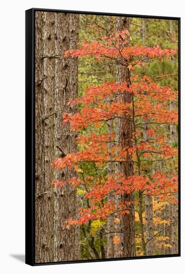 Maple Trees in Fall Colors, Hiawatha National Forest, Upper Peninsula of Michigan-Adam Jones-Framed Stretched Canvas
