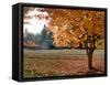 Maple Trees in Full Autumn Color and Barn in Background, Wax Orchard Road, Vashon Island, USA-Aaron McCoy-Framed Stretched Canvas