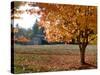 Maple Trees in Full Autumn Color and Barn in Background, Wax Orchard Road, Vashon Island, USA-Aaron McCoy-Stretched Canvas